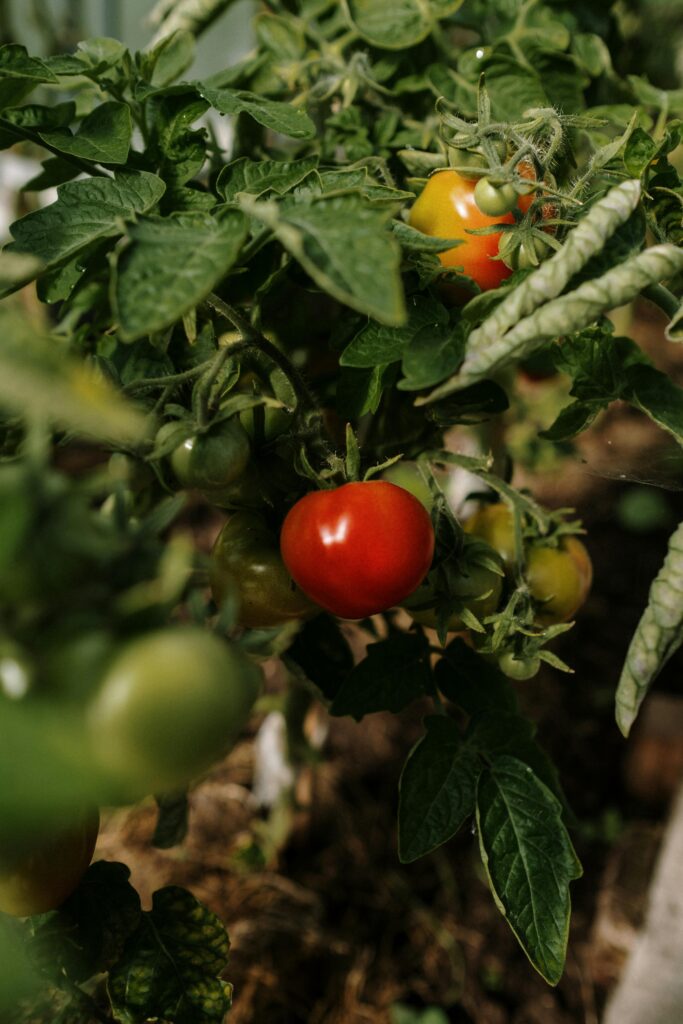 Kogukonnaaed –tomatitaim erkpunase tomatiga keskel